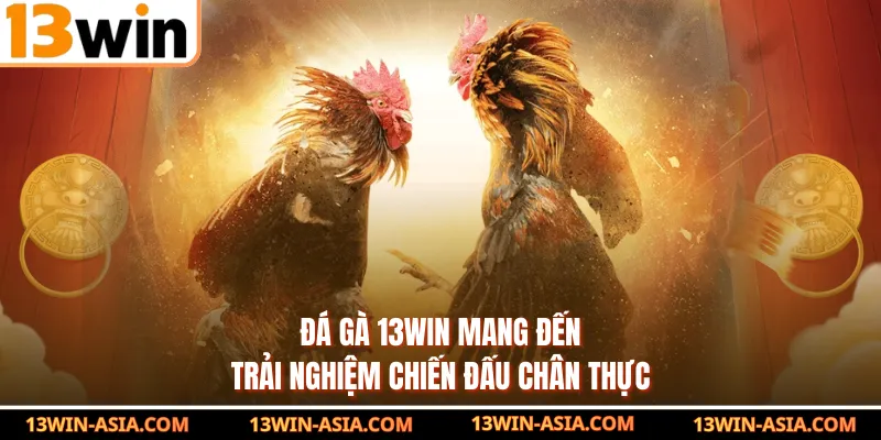 Đá gà 13Win mang đến trải nghiệm chiến đấu chân thực